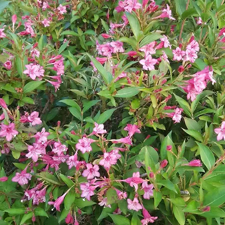 Levendulas Vendeghaz Pensionat Zalaegerszeg