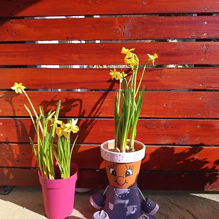 Pensionat Levendulas Vendeghaz 3*