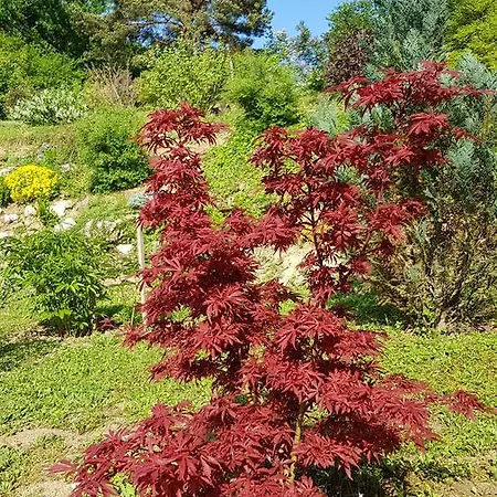 Levendulas Vendeghaz Pensionat
