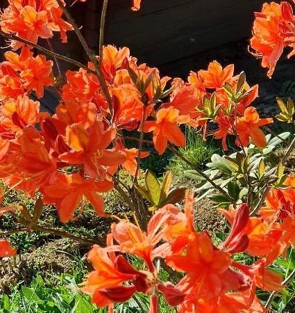 Levendulas Vendeghaz 3*