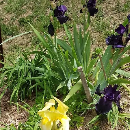 Levendulas Vendeghaz Pensionat Zalaegerszeg